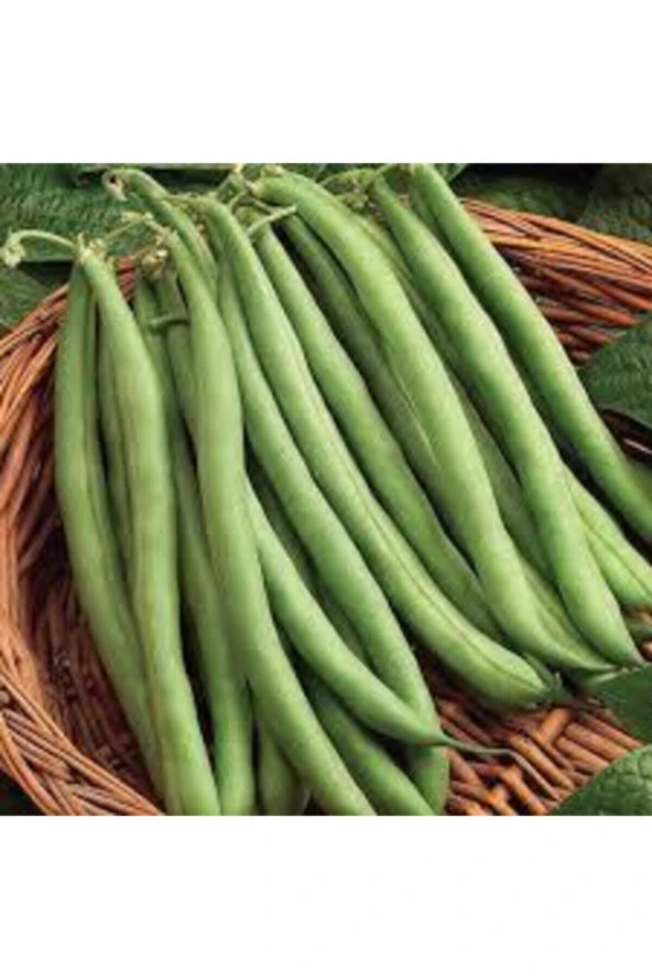 100 Adet Tohum Süper Paket Gina Fasulye T