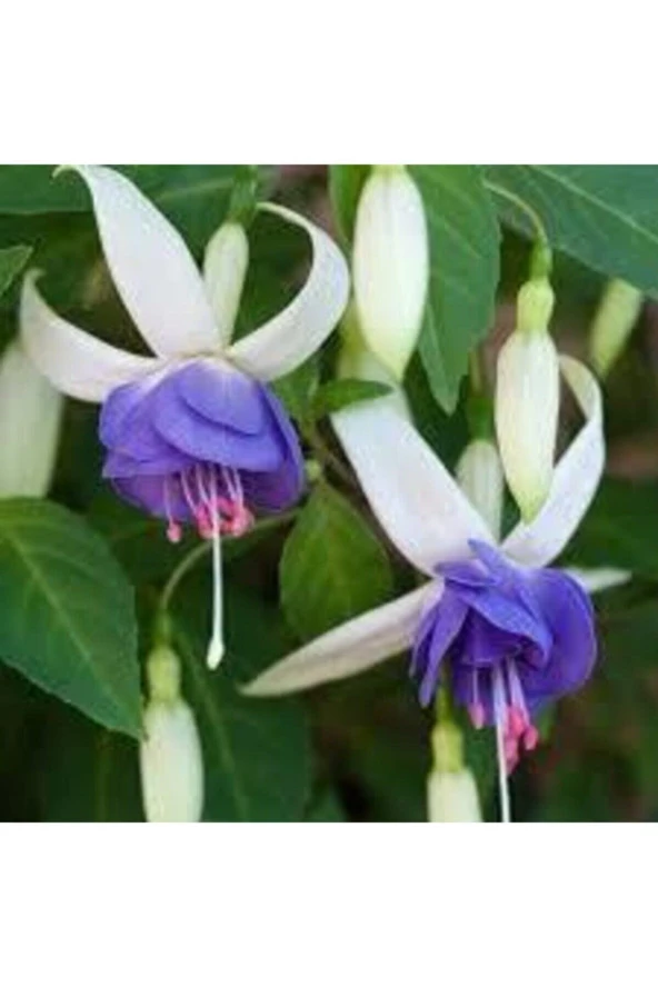 15 Adet Tohum Nadir Mor Küpeli Çiçeği - Resim 2