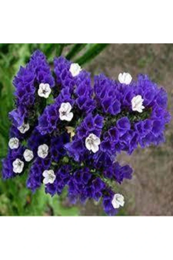 5 Adet Tohum Çok Nadir Çiçek Deniz Lavantası - 2