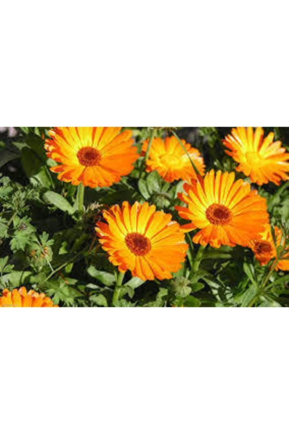 10 Adet Tohum Portakal Nergisi Çiçeği - 4