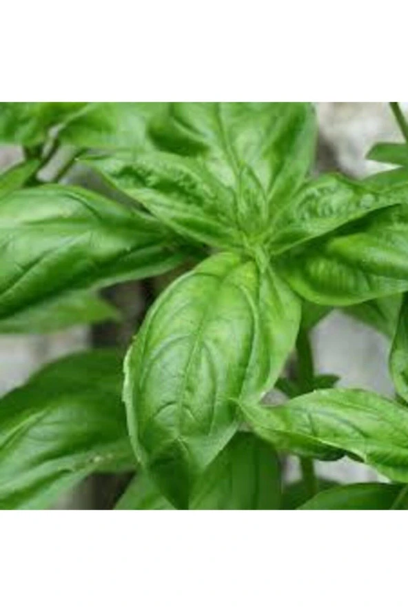 25 Adet Tohum Yeşil Yapraklı Fesleğen Çiçeği - Resim 3