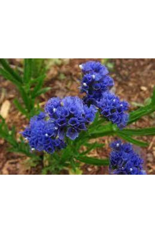 5 Adet Tohum Çok Nadir Çiçek Deniz Lavantası - 3