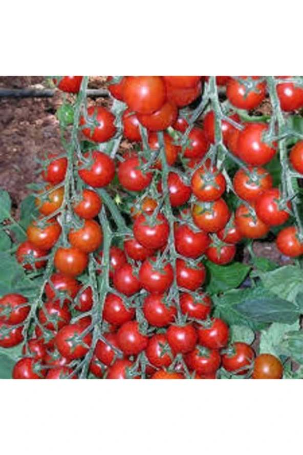 100 Adet Tohum Eko Paket Ithal Pinpon Domates