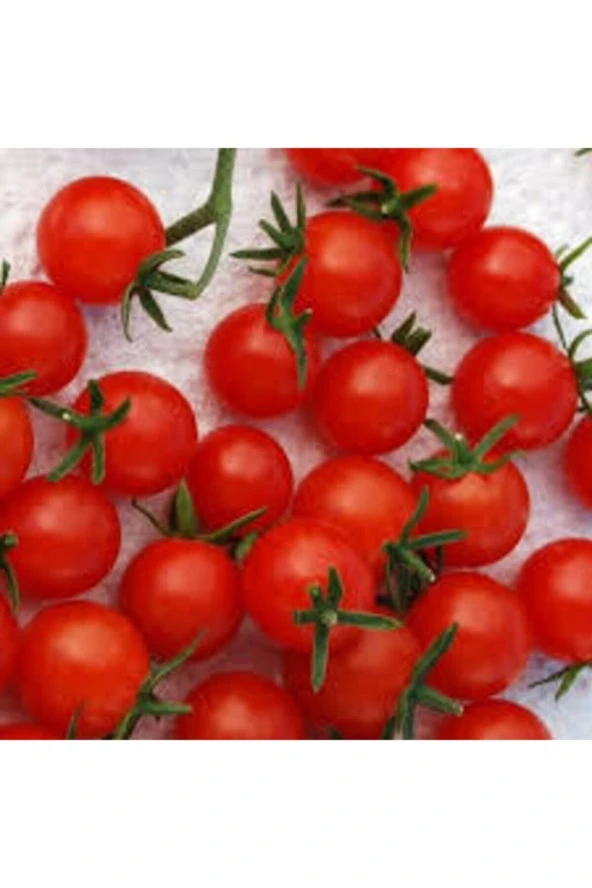 100 Adet Tohum Eko Paket Ithal Pinpon Domates - 3