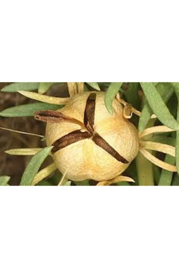 20 Adet Tohum Üzerlik Tütsü Egzotik Kokulu Nazar Otu - Resim 2