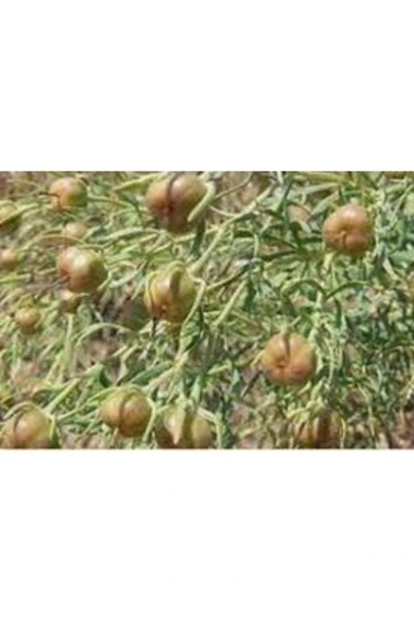 20 Adet Tohum Üzerlik Tütsü Egzotik Kokulu Nazar Otu - Resim 3