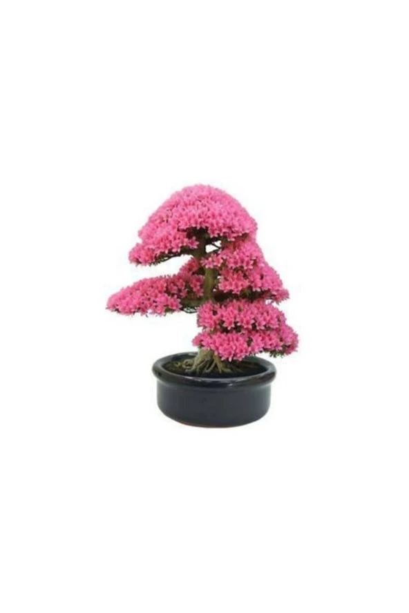 5 Adet Tohum Bodur Pembe Erguvan Bonsai Ağac