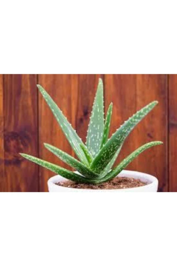 Nadir Bulunan Saksılık Aloevera Çiçeği 5 Adet Tohum