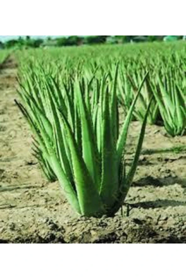 Nadir Bulunan Saksılık Aloevera Çiçeği 5 Adet Tohum - 5