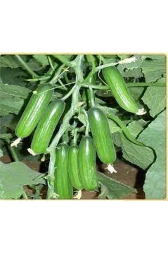 20 Adet Nadir Organik Badem Silor Sülor Salatalık Saksı Toprak Hediyemiz