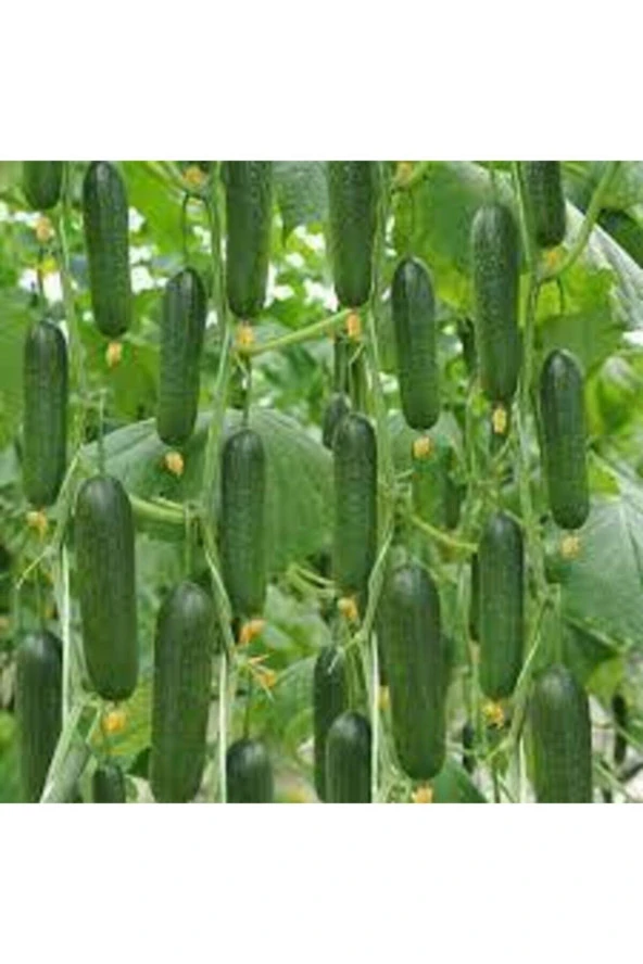 20 Adet Nadir Organik Badem Silor Sülor Salatalık Saksı Toprak Hediyemiz - 2