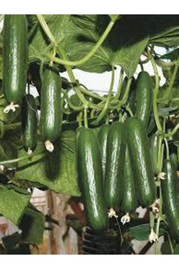 20 Adet Nadir Organik Badem Silor Sülor Salatalık Saksı Toprak Hediyemiz - 3