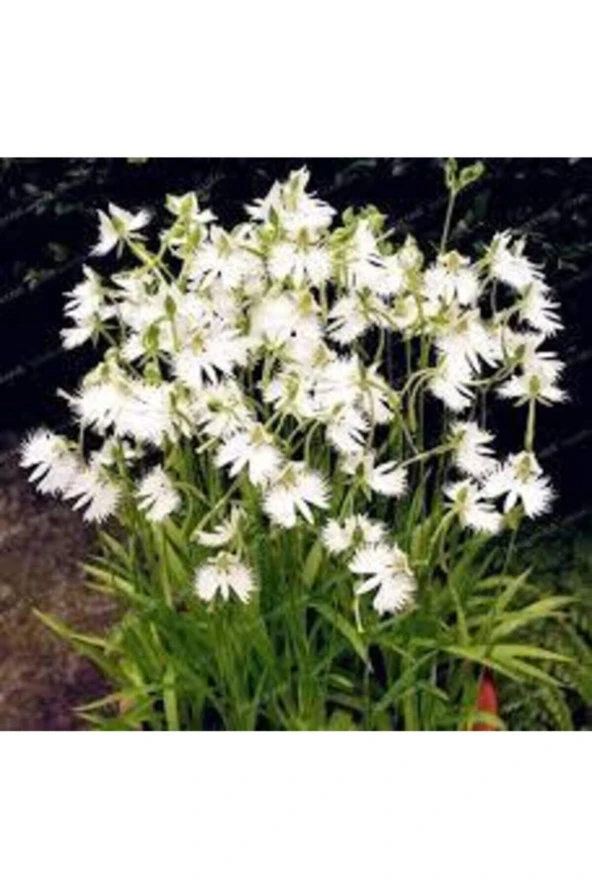 5 Adet Tohum Çok Nadir Japon Radiata Kuş Orkide Çiçeği - 2