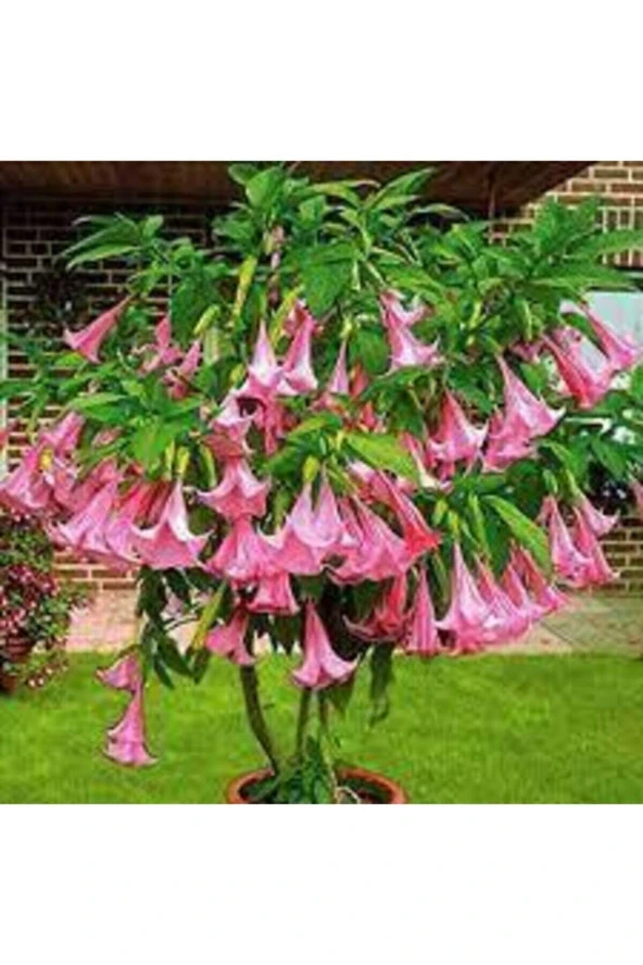5 Adet Tohum Nadir Bulunan Meleklerin Borozanı Pembe Angel Trumpet Çiçeği