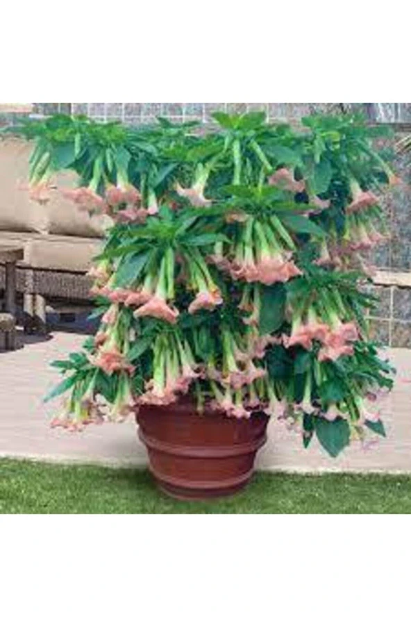 5 Adet Tohum Nadir Bulunan Meleklerin Borozanı Pembe Angel Trumpet Çiçeği - 2