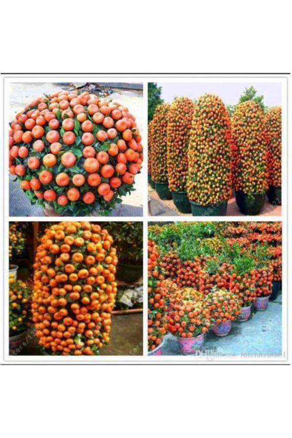 5 Adet Tohum Bodur Bonsai Mandalina Bonsai Ağacı Tohum Saksı Toprak Hediyemiz - Resim 2