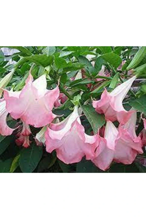 5 Adet Tohum Nadir Bulunan Meleklerin Borozanı Pembe Angel Trumpet Çiçeği - 3