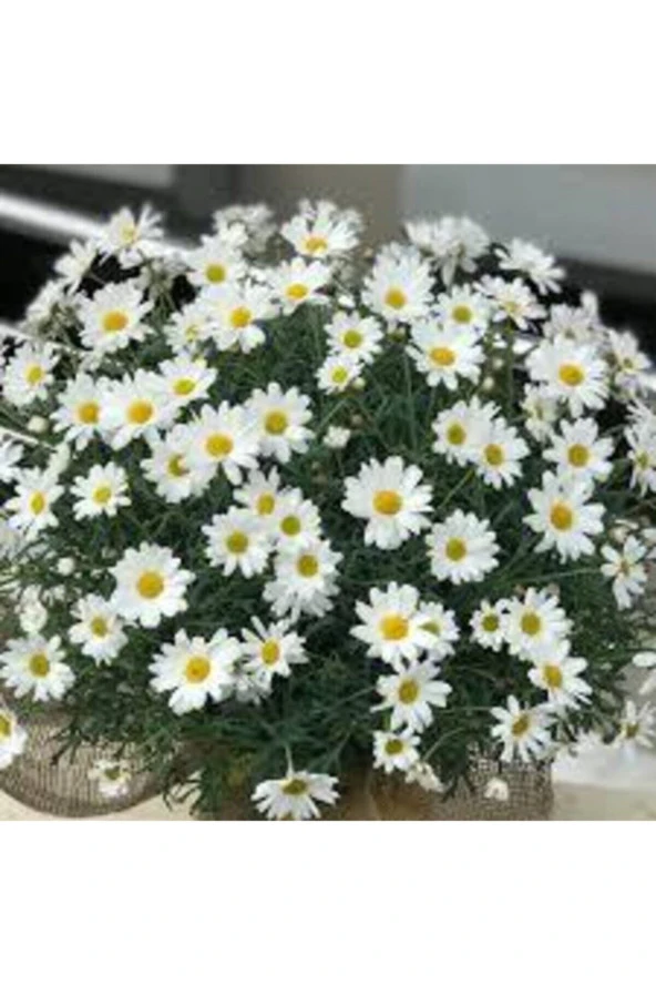 20 Adet Tohum Yayılıcı Kır Papatyası Çiçeği Saksı Toprak Sürpriz Hediye Çiçek Tohumlu - 2