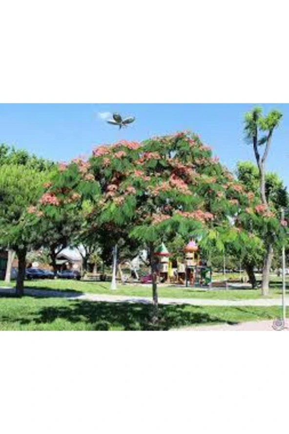 10 Adet Tohum Gülibrişim Ağacı Tohum Gülibrişim Tohum Süpriz Hediye Bonsai Ağacı Tohumla - Resim 2