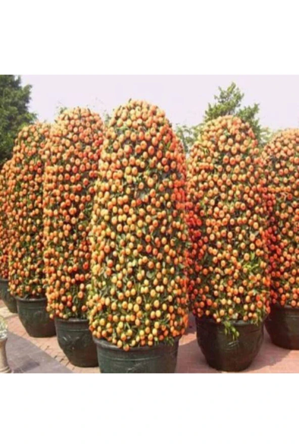 5 Adet Tohum Bodur Bonsai Mandalina Bonsai Ağacı Tohum Sürpriz Hediye Bonsai Ağacı Tohum - 2