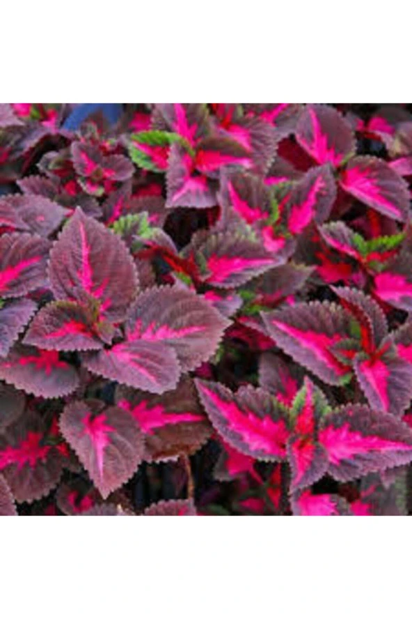 5 Adet Tohum Nadir Yaprağı Güzel Çiçeği Tohuımu Güzel Yapraklı Saksıtoprak Sürpriz Hediye Tohum