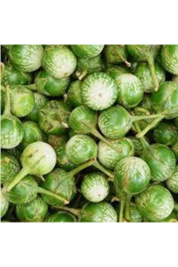 5 Adet Tohum Nadir Yeşil Dolmalık Patlıcan Tohum Ithal Nadir Thayland Patlıcanı Sürpriz Heidyeli - Resim 3