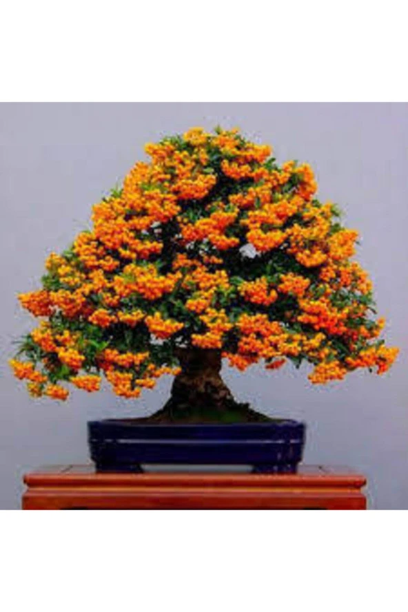 3 Adet Tohum Yeni Dünya Ateş Dikeni Bodur Bonzai Bonsai Meyvesi Saksı Toprak Sürpriz Hediye Tohum