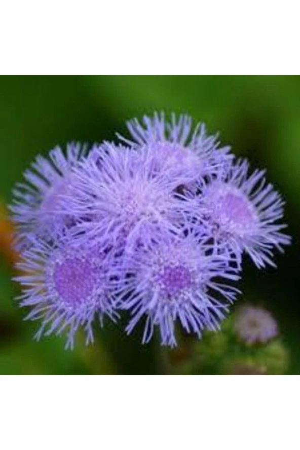 20 Adet Tohum Vapur Dumanı Çiçek Tohumu Vapur Dumanı Çiçeği Sürpriz Hediye Tohumludur