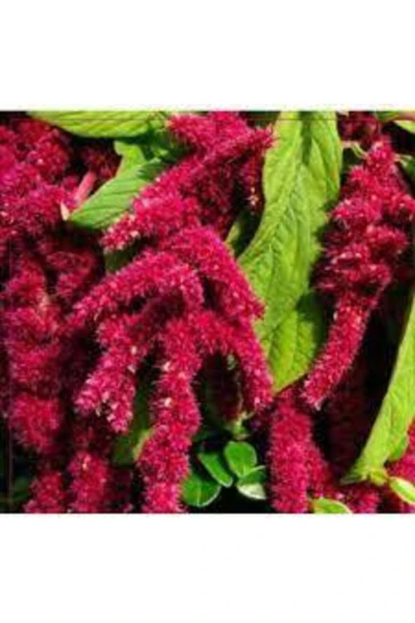 5 Adet Tohum Nadir Tilki Kuyruğu Çiçeği Tohumu Saksı Toprak Süpriz Hediye Tohumludur