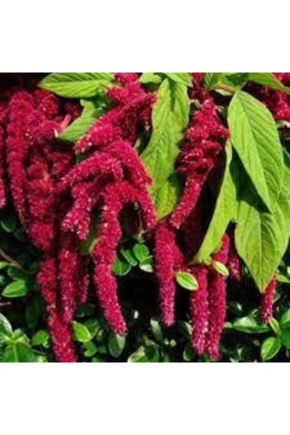 5 Adet Tohum Nadir Tilki Kuyruğu Çiçeği Tohumu Saksı Toprak Süpriz Hediye Tohumludur - 2