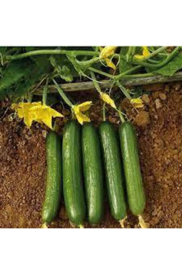 10 Adet Badem Salatalık Köy Salatalığı Tohumu Bol Verimli Ve Hediye Tohumlu