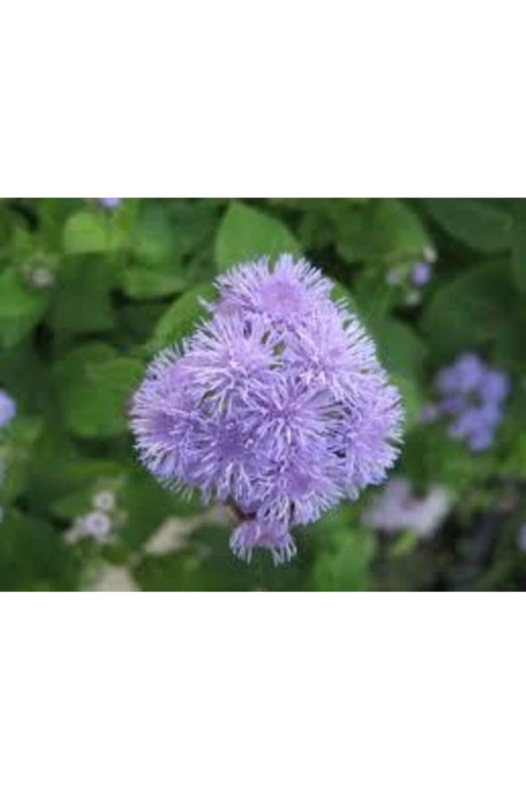 20 Adet Tohum Vapur Dumanı Çiçek Tohumu Vapur Dumanı Çiçeği Sürpriz Hediye Tohumludur - 3