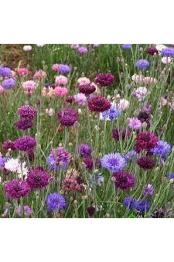 10 Adet Tohum Kontur Çiçeği Tohumu Nadir Bulunan Çiçeklerden Sürpriz Hediye Tohumla Gönderilir - Resim 3