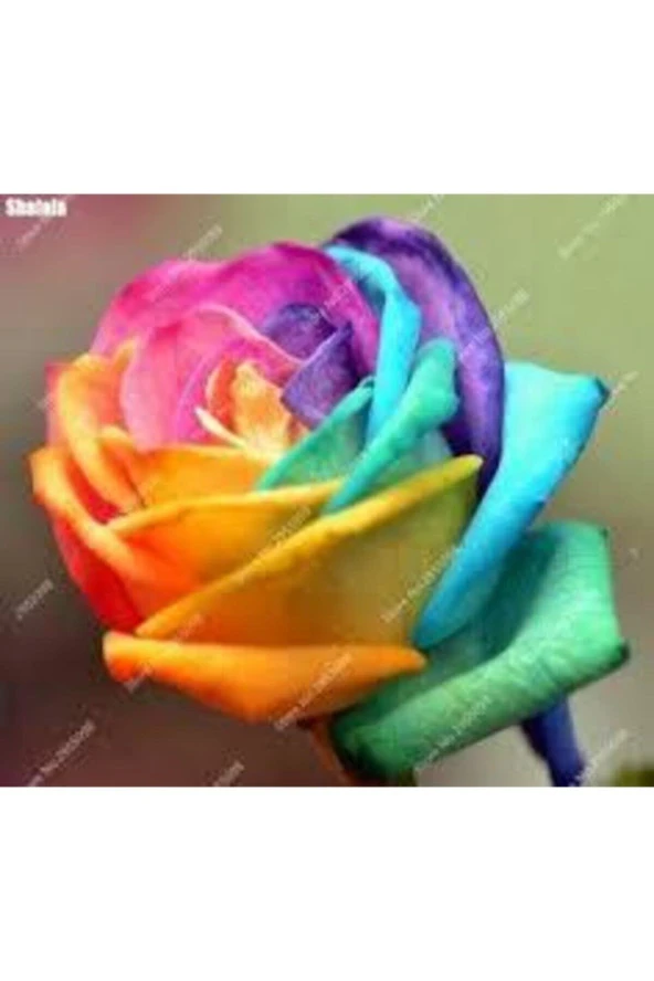 5 Adet Tohum Nadir Bulunan Gökkuşağı Rengarenk Gül Tohumu Saksı Toprak Hediyemizdir ürün görseli 1