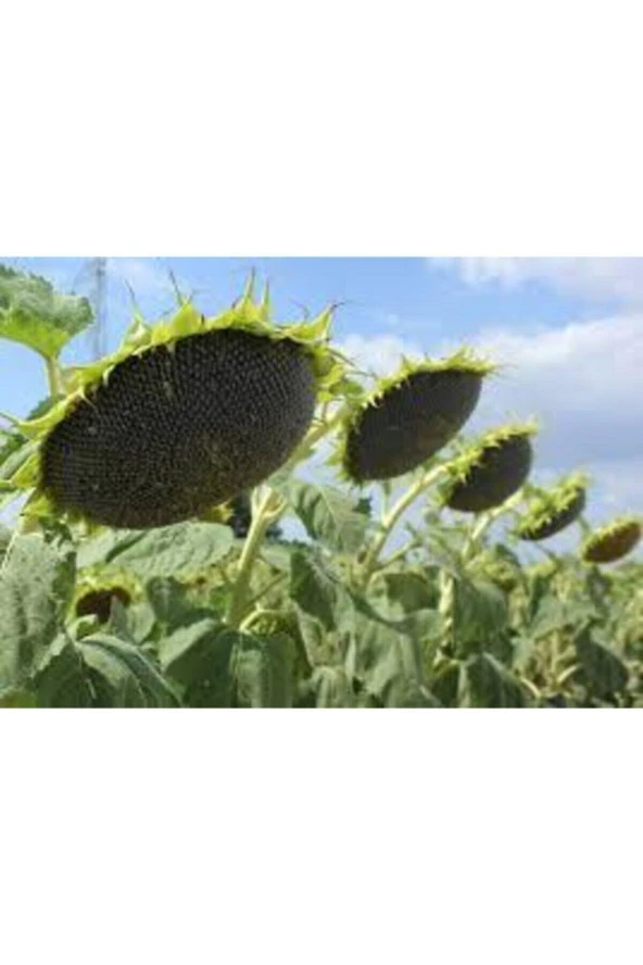 Tohum Ay Çekirdeği Çiğdem Güne Bakan Tohumu Saksı Toprak 12 Adet