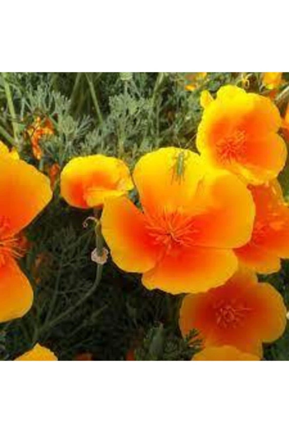 Acem Lalesi Çiçek Tohumu