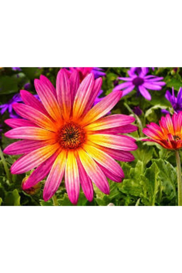 10 Adet Tohum Nadir Afrika Papatyası Çiçeği Mor Afrika Papatyası Tohumu ürün görseli