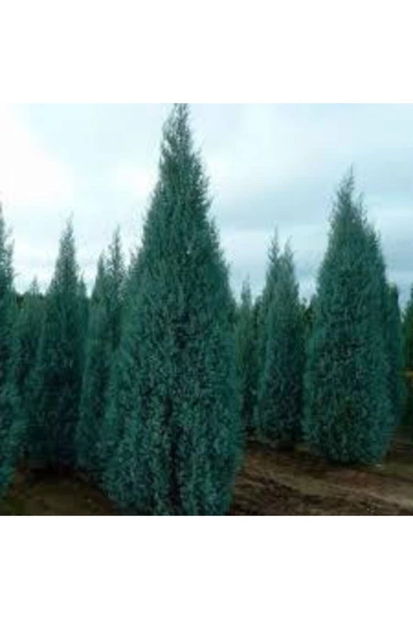 5 Adet Tohum Nadir Mavi Selvi Ağacı Tohumu Saksı Toprak Hediyemizdir