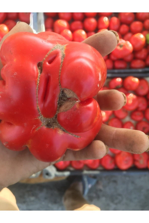 Yerli Köy Domatesi Tohumu