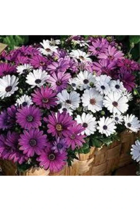 10 Adet Tohum Nadir Afrika Papatyası Çiçeği Mor Afrika Papatyası Tohumu - Resim 2