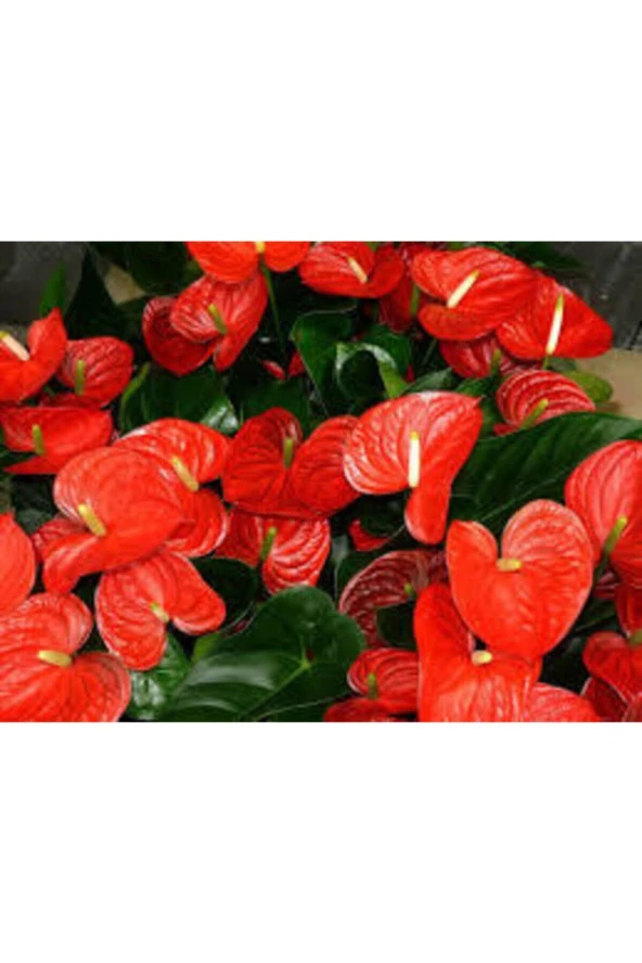 Tohum Çok Nadir Bulunan Anatoryum Anatorium Çiçeği Tohumu 5 Adet - Resim 2