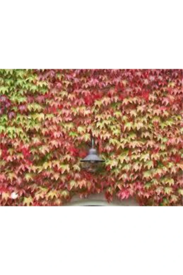 Çok Nadir Bulunan Kırmızı Amerikan Samaşık Tohumu 20 Adet Tohum - Resim 2