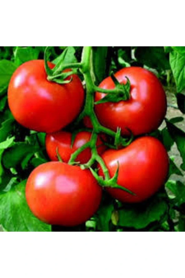 10 Adet  Mega Paket Falcon Falkon Bol Verimli Erkenci Domates Tohumu - Resim 2