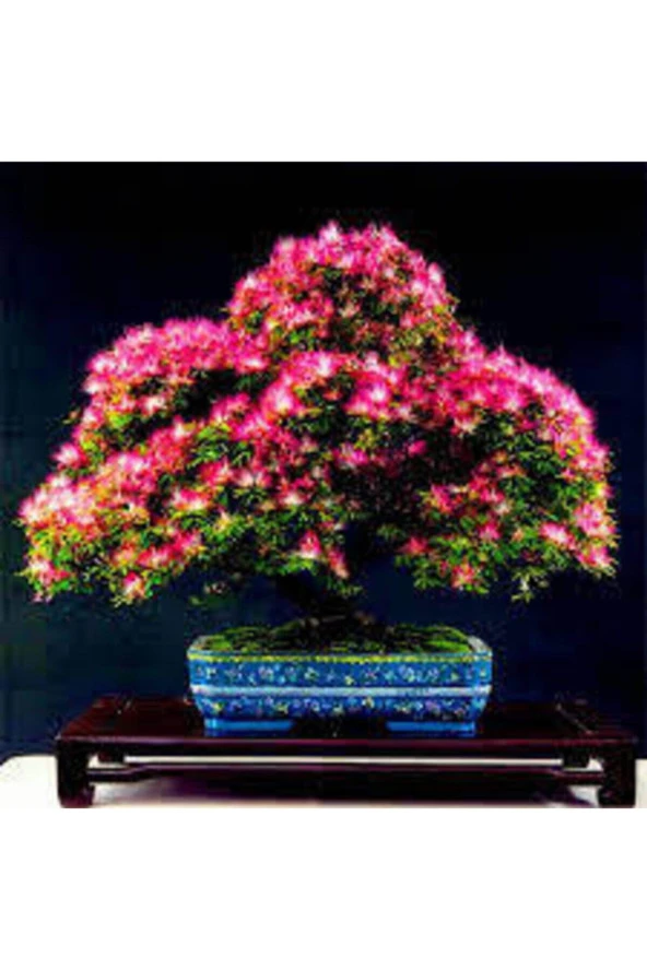 Gülübirişim Bonsai Ağaç Tohumu Muhteşem Çiçeği ve Kokusu 5 Adet