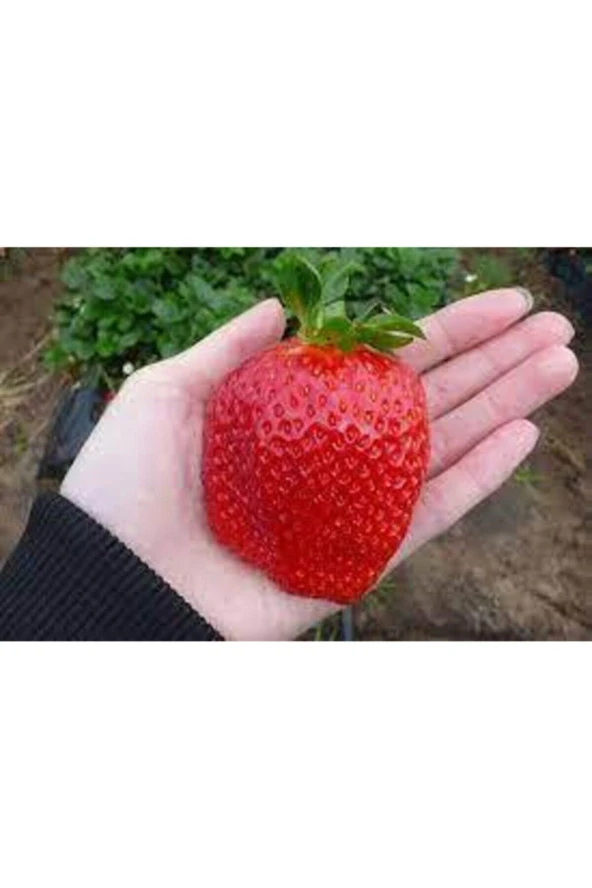 10 Adet Ithal Çilek Yediveren Güney Amerika Çileği Tohumu