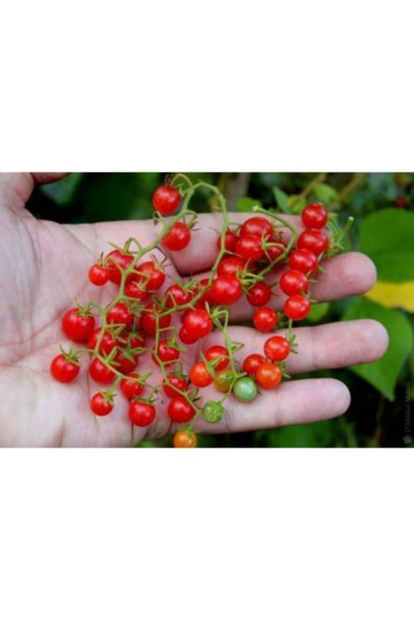 Nadir Ithal Cherry Minik Bezelye Domates Tohumu 10 Adet