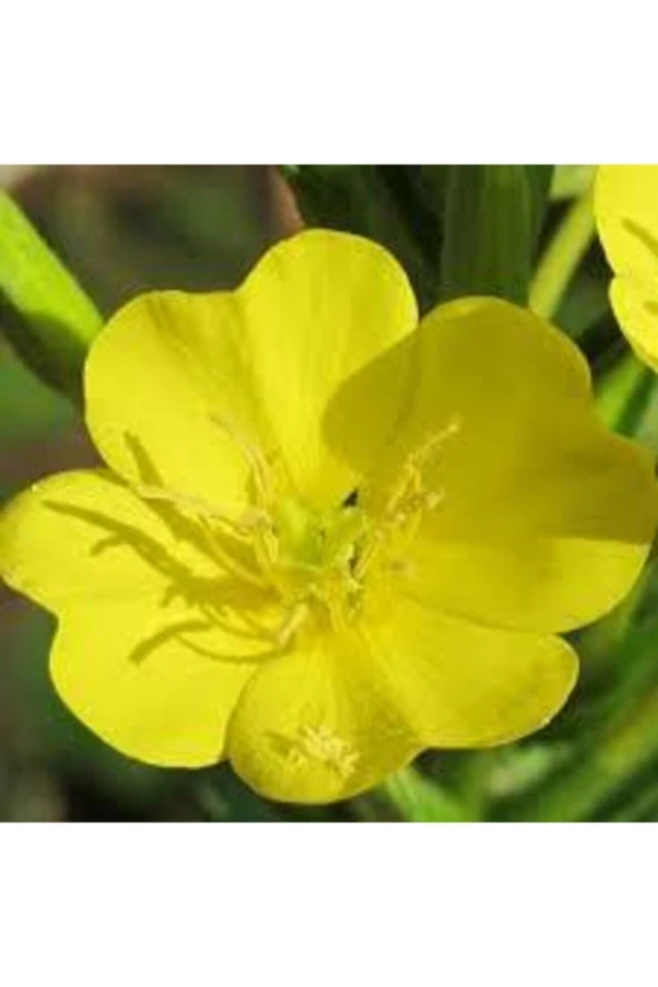 10 Adet Tohum Nadir Ezan Çiçeği Tohumu Saksı Toprak Hediyemizdir