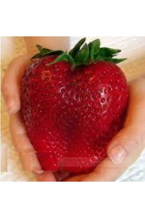 10 Adet Tohum Dev Çilek Tohumu Çilek Tohumu Güney Amercica Çileği Saksı Toprak Sürpriz Hediye Tohum