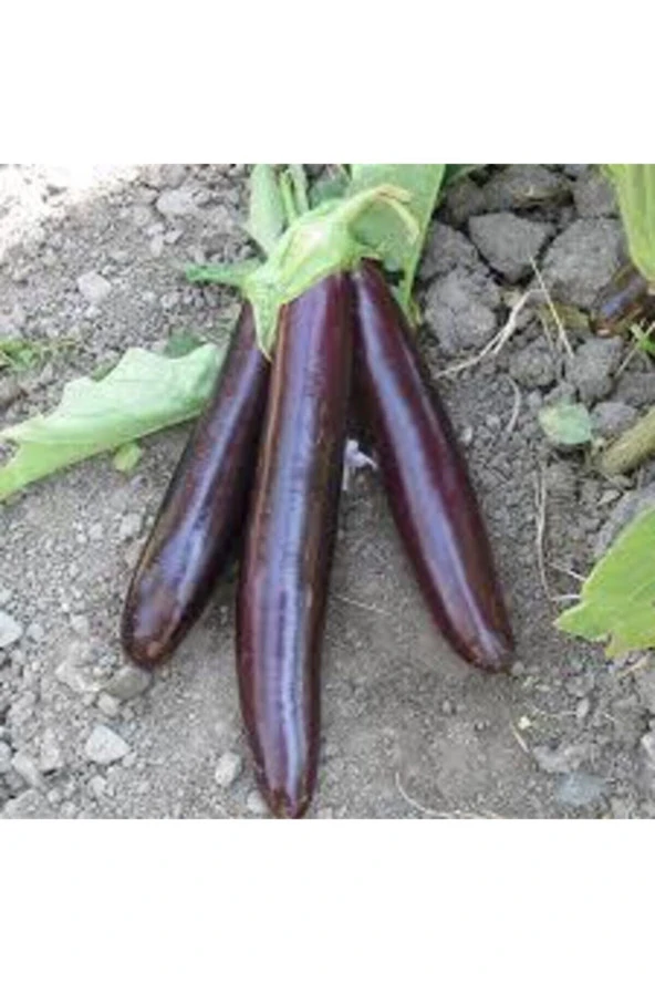 20 Adet Tohum Kemer Palıcan Tohumu Orjinal Yerli Tohum Kemer Patlıcanı Tohumu Sürpriz Hediye Tohumlu