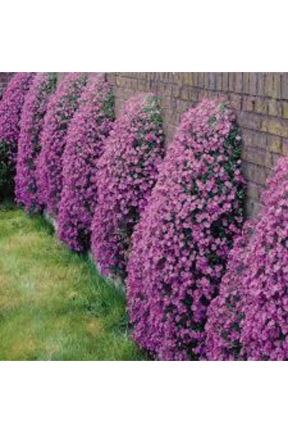 10 Adet Tohum 5 Farklı Alisso Çiçeği Tohumu Çiçek Tohumu Alisso Çiçeği Saksı Toprak Hediyemiz ürün görseli